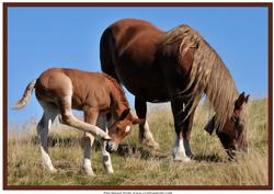 Mare and Foal A4