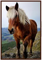 Mountain Horse A4