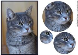 Grey Cat Circle Pyramid
