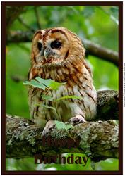 Tawny Owl A4
