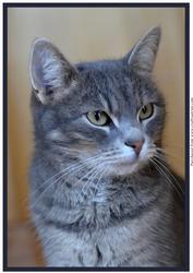 Grey Cat A4