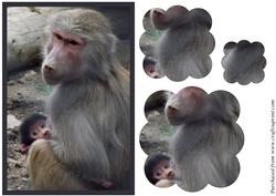 Baboon Monkey with Its Young Scalloped Pyramid