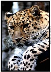 Leopard A4