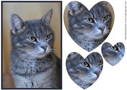 Grey Cat Heart Shaped Pyramid