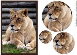 Lioness Circle Pyramid