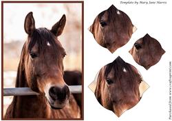 Arabian Horse Splendid Pyramid