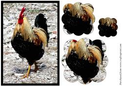 Rooster Walking Scalloped Pyramid