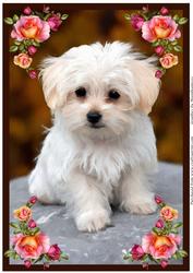 Cute Puppy A4