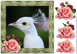 White Peacock Framed Decoupage