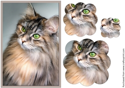 Cat Scalloped Pyramid 3