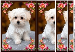 Cute Puppy Side Stacker