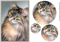 Cat Circle Pyramid 3