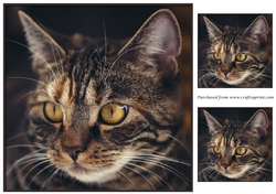 Cat Topper 4