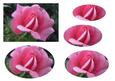 Pink Rose Oval Pyramid