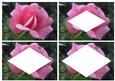 Pink Rose Inverted Pyramid