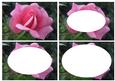 Pink Rose Inverted Oval Pyramid