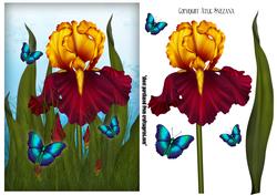 Luxurious Iris
