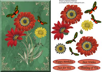 Gazannia and Butterflies