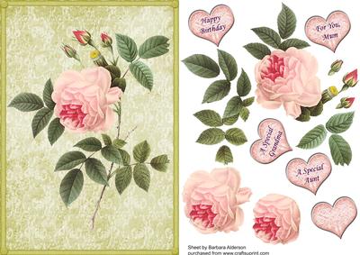Redoute Rose in Pink