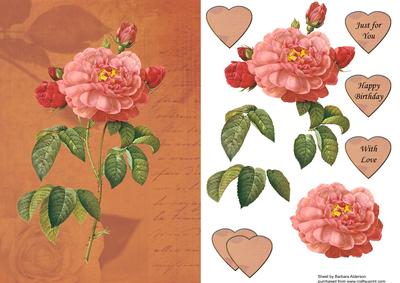 Florabunda Rose