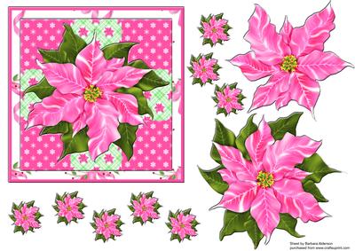 Pink Poinsettia
