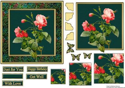 Pink Redoute Rose Specimen