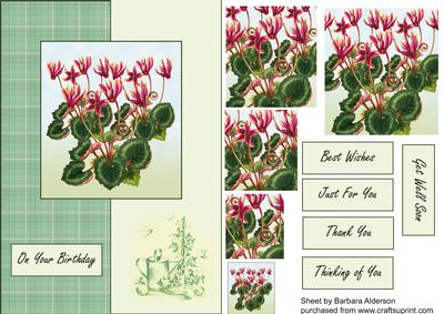 Cyclamen and Tartan