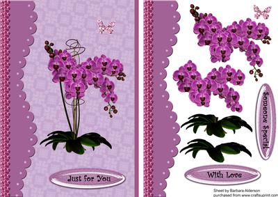 Orchids for Someone Special