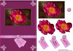A Single Peony Rose