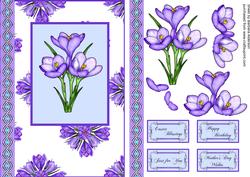 Purple Crocus