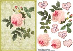 Redoute Rose in Pink