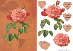Florabunda Rose