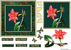 Spectacular Amaryllis