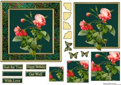Pink Redoute Rose Specimen