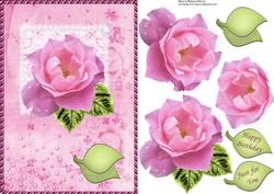 Pink Rose on Square Lace