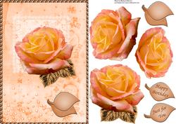 Peach Rose on Square Lace