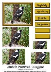 Aussie Natives - Magpie