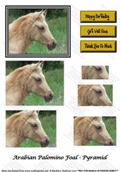 Arabian Palomino Foal - Pyramid