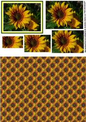 Bright Sunflower Pyramid with Backing Paper