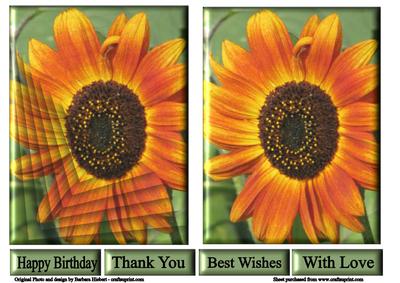 Orange Sunflower with One Imatation Pyramid and One Plain Qu