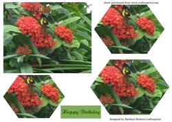 Butterfly Bush Layers