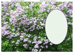 The Lilac Bush with Plain Oval Insert