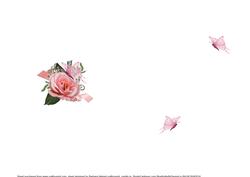 Up in the Stars with Pink Rose Insert