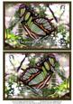 Nature Photo Topper #11