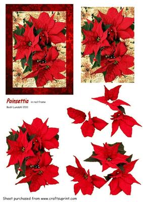 Poinsettia in Red Frame