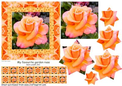My Favourite Garden Rose