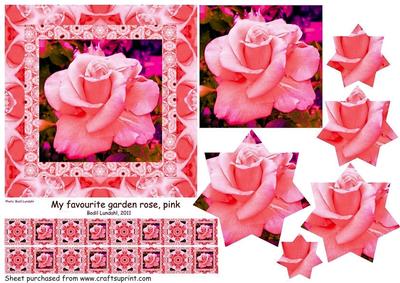 My Favourite Garden Rose, Pink