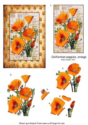 Californian Poppies, Orange