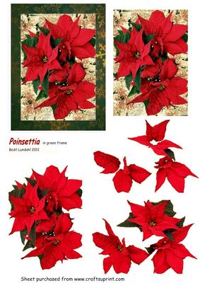 Poinsettia, in Green Frame