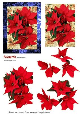 Poinsettia, in Blue Frame
